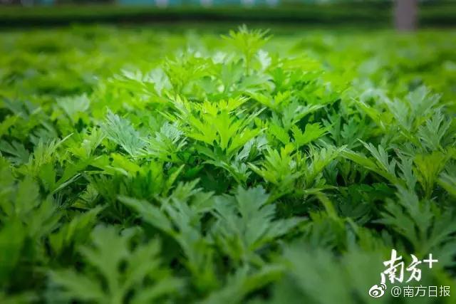 网络安全=上门app哪个有特殊服务,网上那些上门服务的安全吗