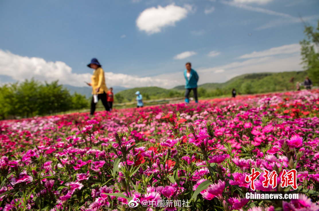 黄山喝茶服务 _ 日语学习书,黄山喝茶套路