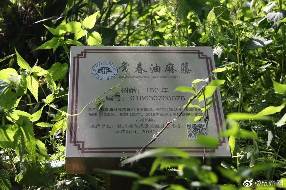 51茶馆账号分享 _ 地震急救包