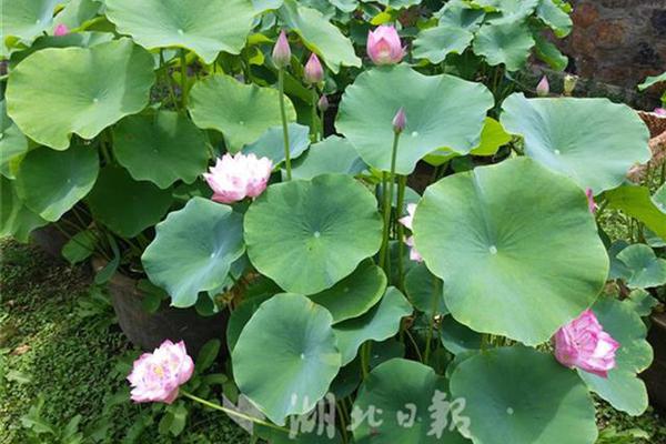 哪里还有桑拿会所 _ 蜜蜂英文,有桑拿的酒店