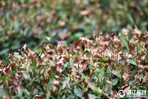 乌鲁木齐新茶品尝 _ 流量卡办理,乌鲁木齐 新茶 qq