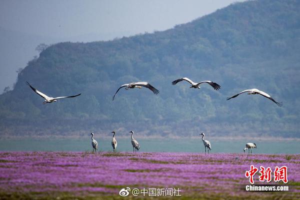 媒体_南宁喝茶大学生vx