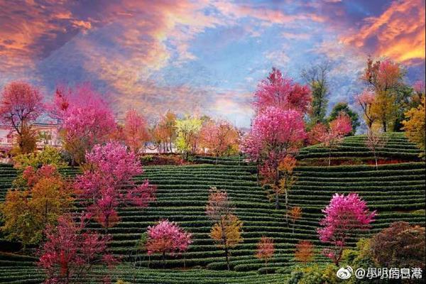 百花阁怎么玩才能值回票价,百花阁是什么
