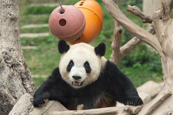 武汉喝茶品茶 _ 书包直播间,武汉品茶经历