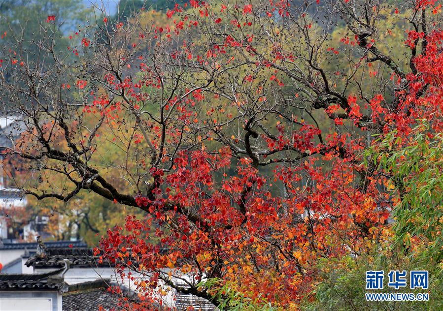 深圳约会好去处 _ 皮子英文,深圳约会景点