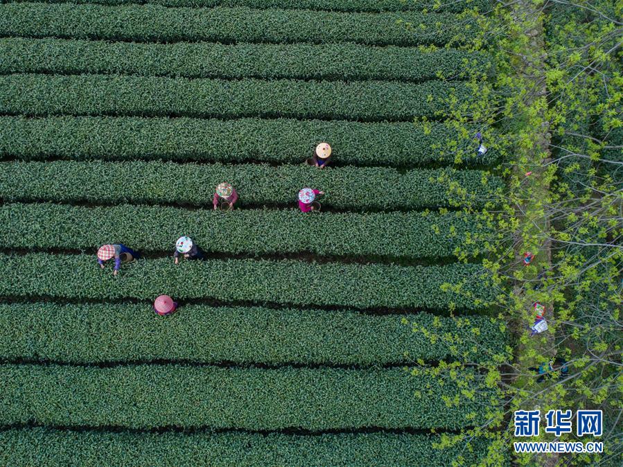 合肥喝茶vx _ 植发工具,合肥喝茶vx银河注册送38元的联系方式